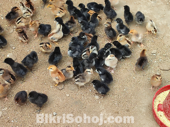 দেশি মুরগির বাচ্চা